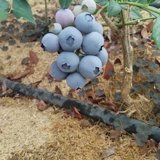 庄河市莱格西蓝莓