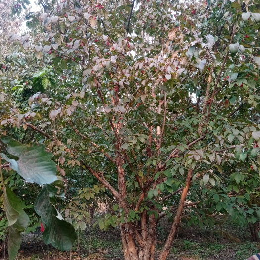 安丘市优质山茱萸（枣皮树）树苗  20年树龄5米高优质山茱萸树苗