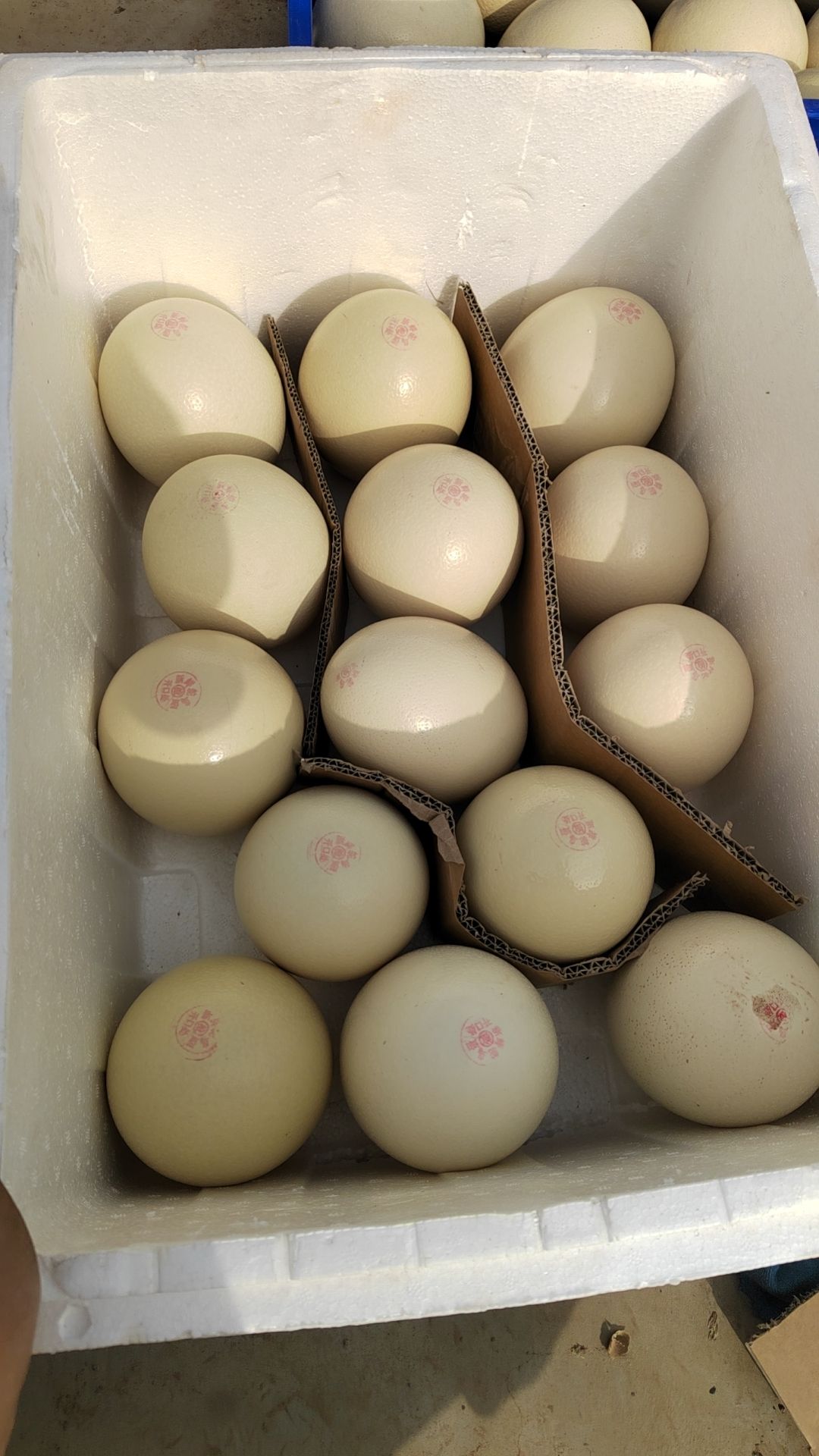 元氏县鸵鸟养殖场直供鸵鸟蛋！货拉拉、物流发货。全部现货！3斤左右