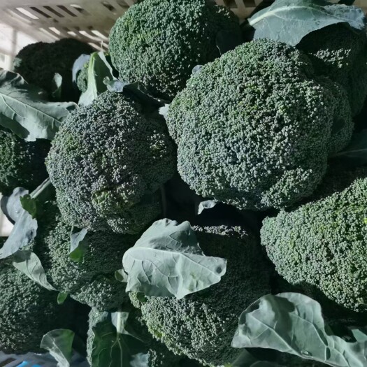 兰州精品西蓝花