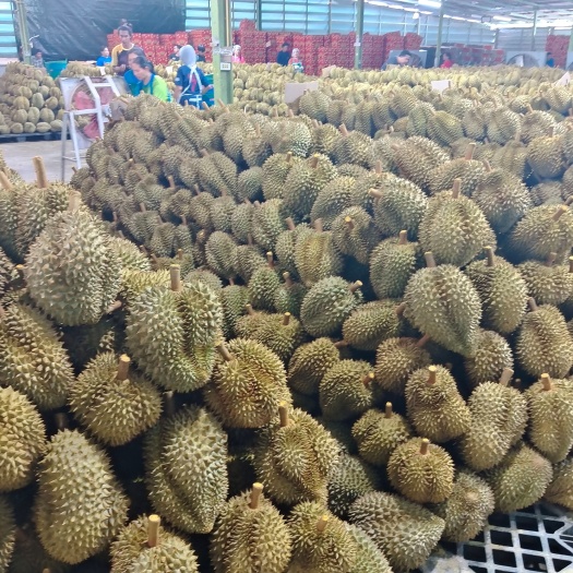  金枕榴莲，A级货
