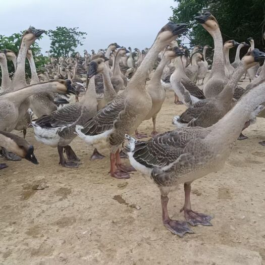南宁阳江杂