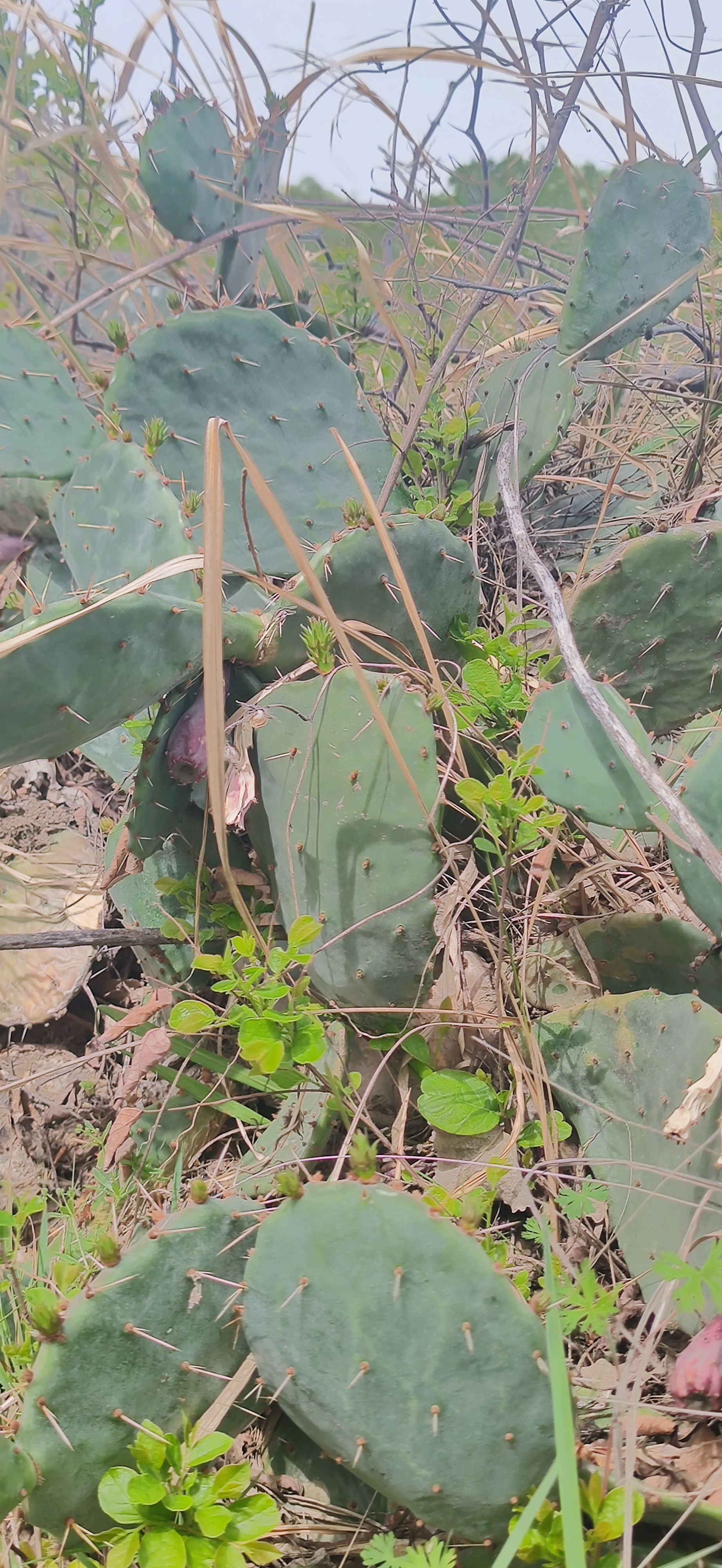 大量仙人掌