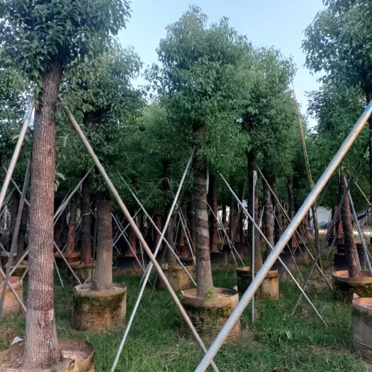 揭阳小叶香樟树截杆袋苗，骨架苗5-25公分欢迎来洽谈合作