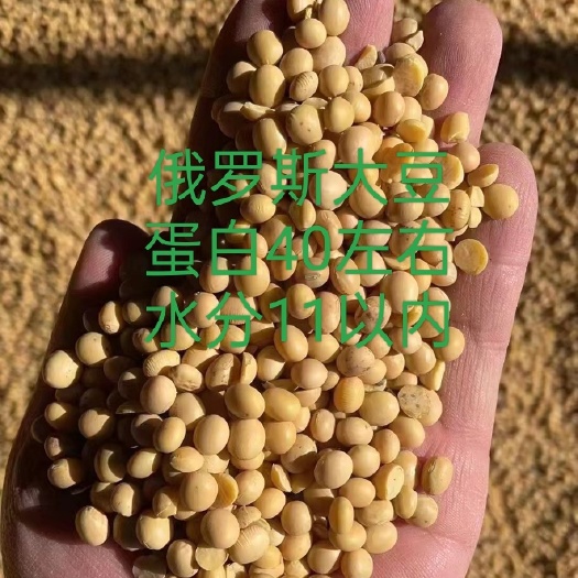 绥芬河市俄罗斯非转基因大豆，国内现货有限，价格美丽，装车付款！