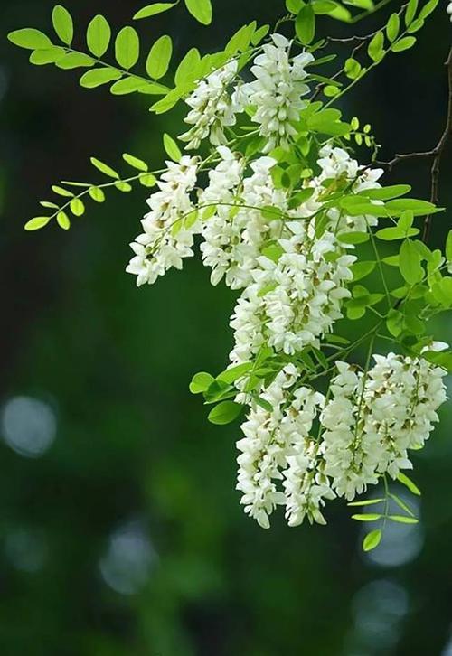 临朐县槐花
