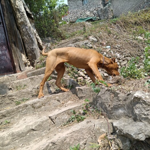 六盘水杂斗猎犬，小母6个多月，红毛现在40多斤了