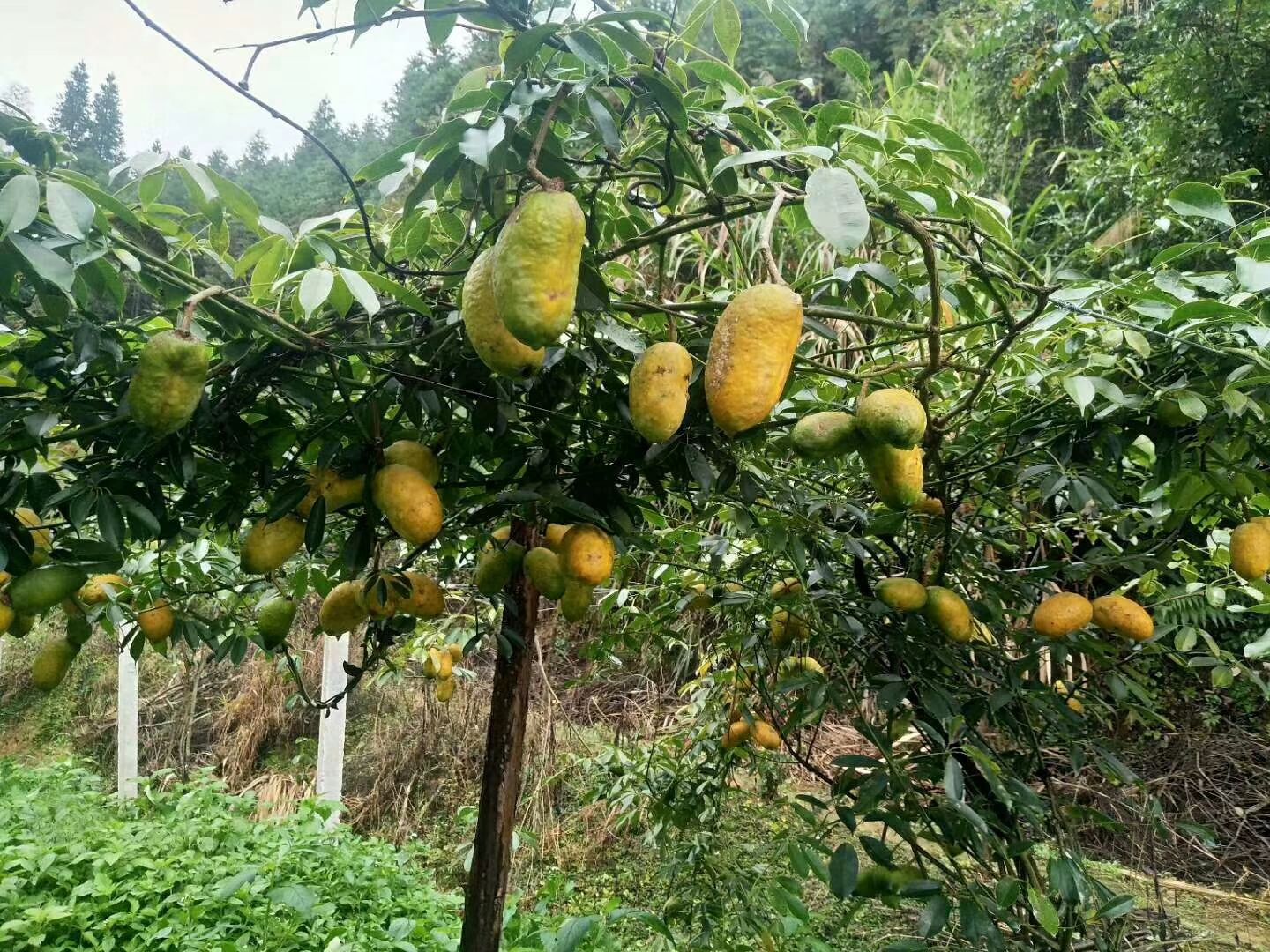 九月黄金蕉苗 九月黄种苗