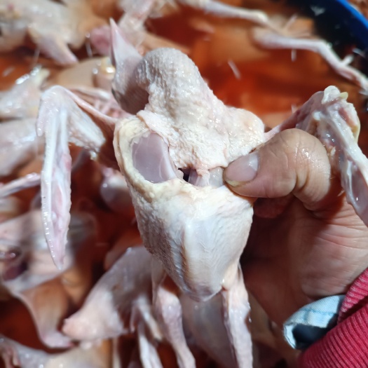 广州乳鸽 不开膛和净膛鸽子都有 五六七两乳鸽长期有货 现货批发