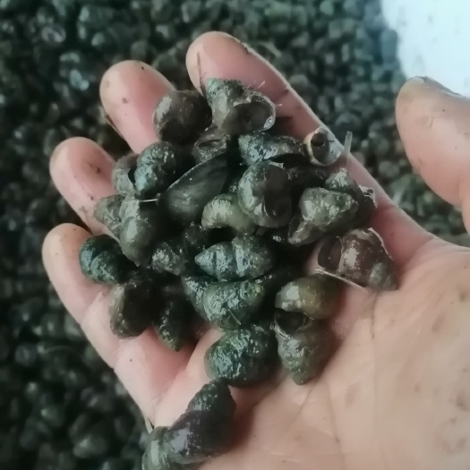 上高县螺狮再，小螺丝，饵料螺