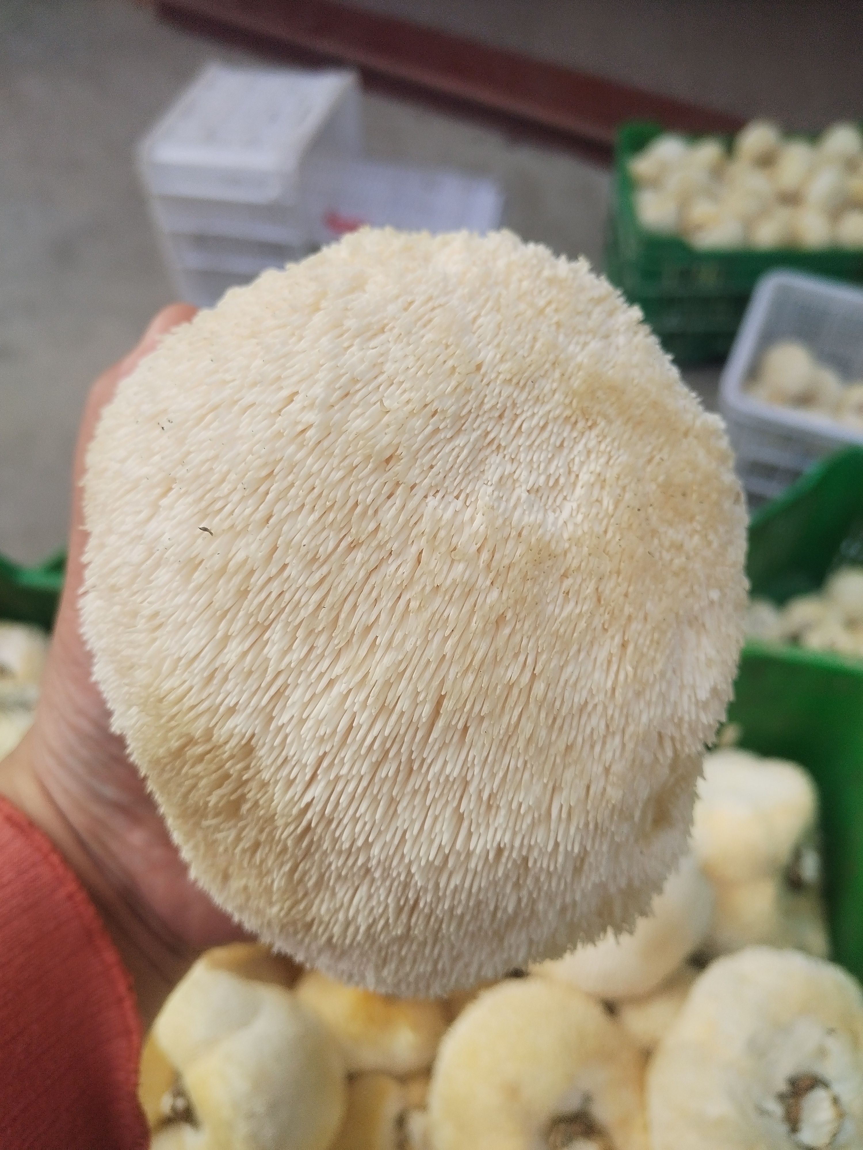 猴頭菇精品