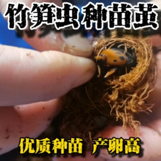 怀集县优质竹笋虫苗茧，竹笋虫配的种苗苗茧，货到可捉，当天可下蛋