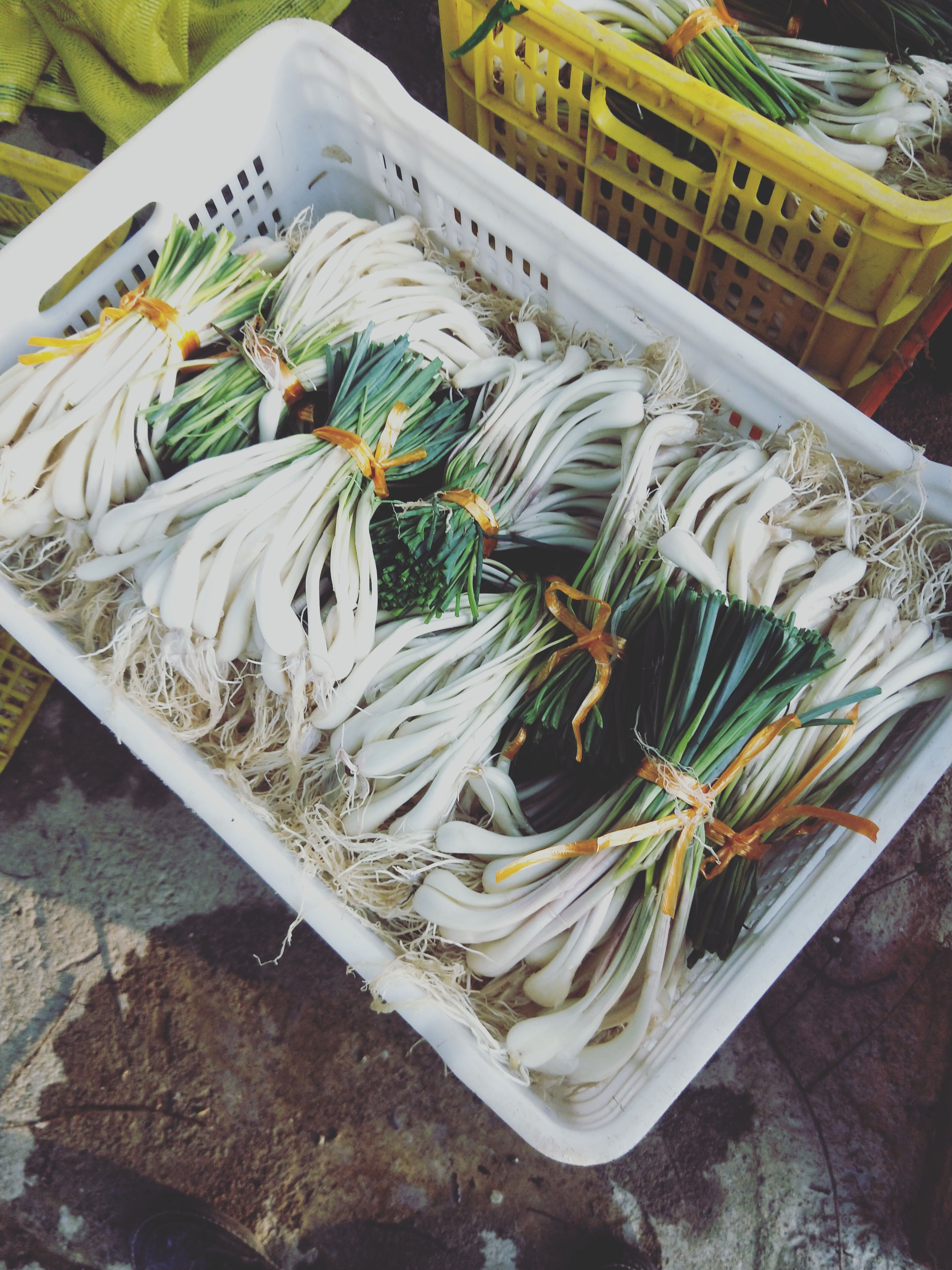 精品荞头 农家种植
