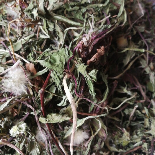 荆门中药材蒲公英