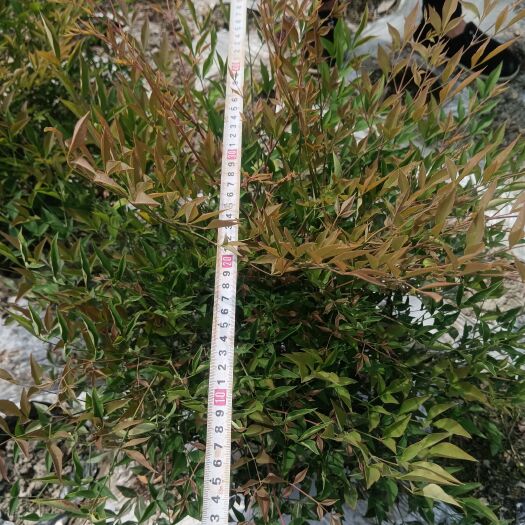 成都南天竹