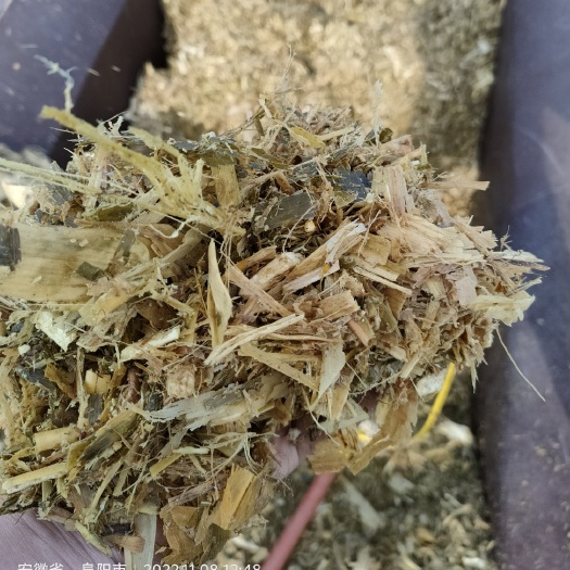 临泉县秸秆，玉米秸秆/青储黄储玉米秸秆/黄储切段揉丝，一手货源，真