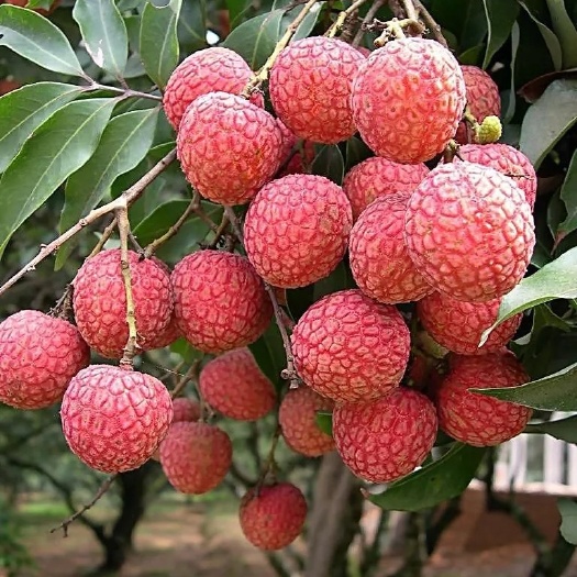 广西荔枝白糖罂妃子笑桂味荔枝黑叶荔枝现货大量供应销售整车供应