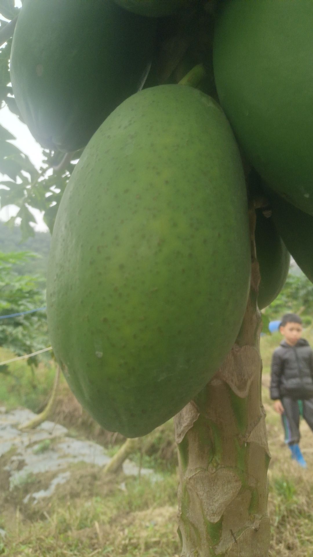 广东省茂名市电白区场地直发大青大白中白木瓜精品中等工厂货都有