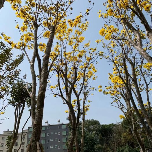 揭阳黄花风铃木黄花，紫花，少花，多花嫁接秀球各种规格2-20公分