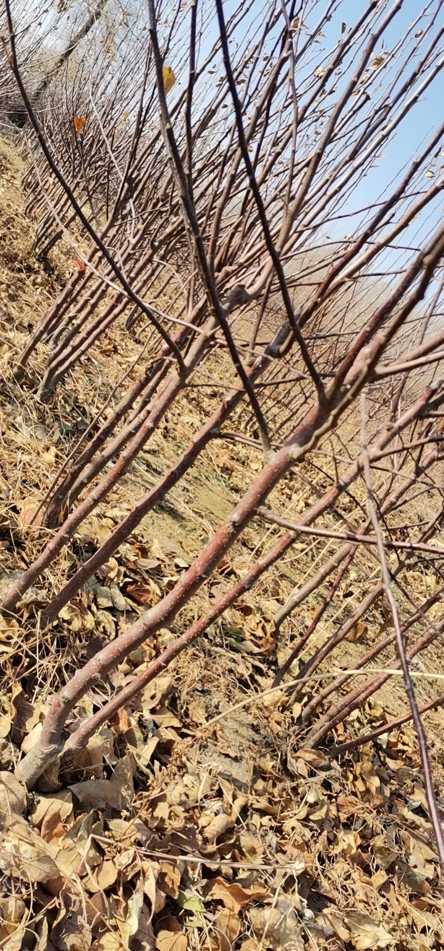 龙丰苹果树苗