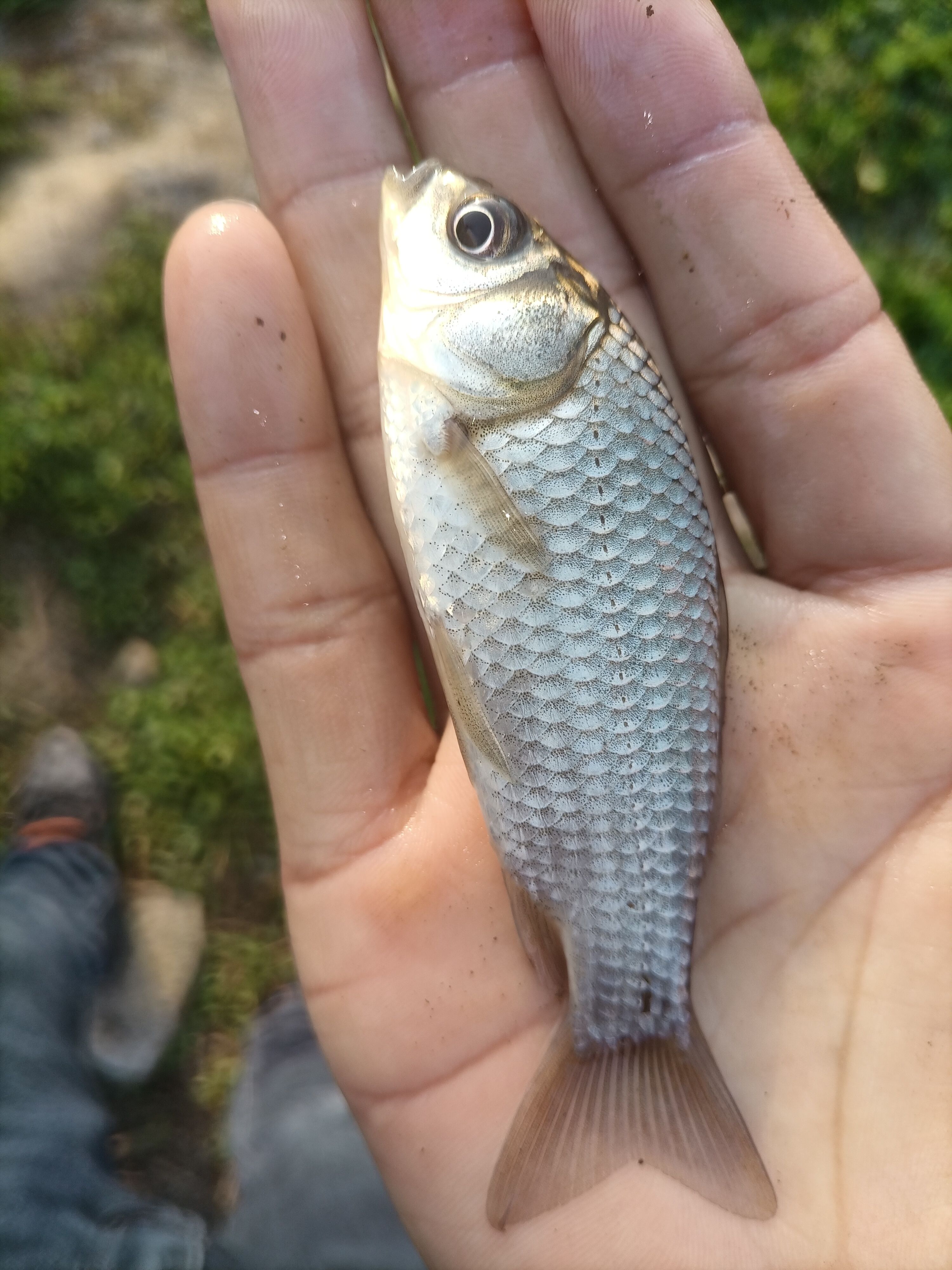 鲫鱼苗海大百容鲫10