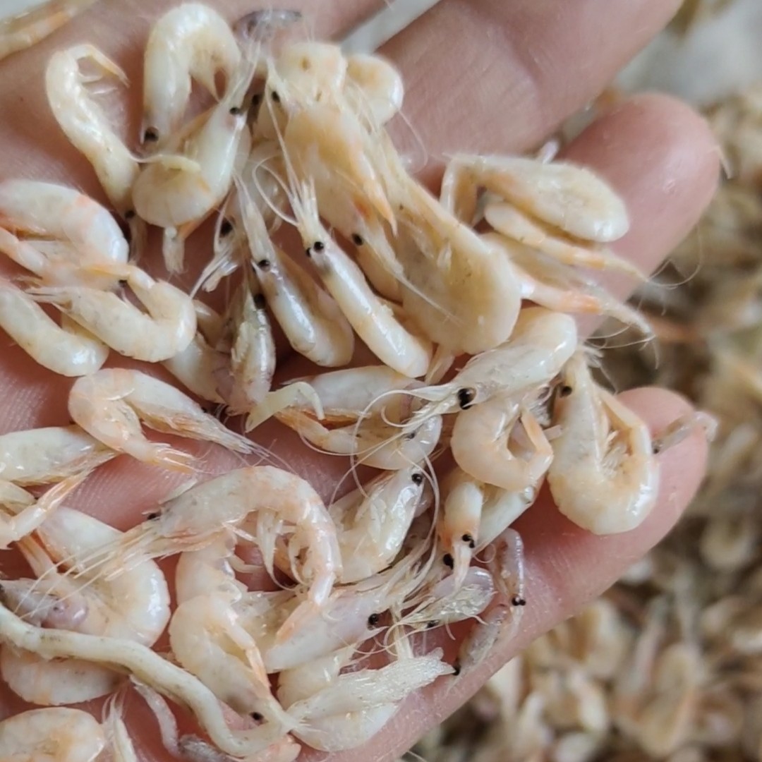 滨州蹦蹦虾！新货！味道鲜！油炸麻辣虾食材！自产自销无差价