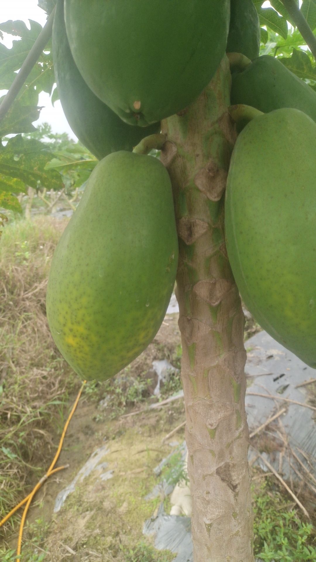 广东省茂名市电白区场地直发大青大白中白木瓜精品中等工厂货都有