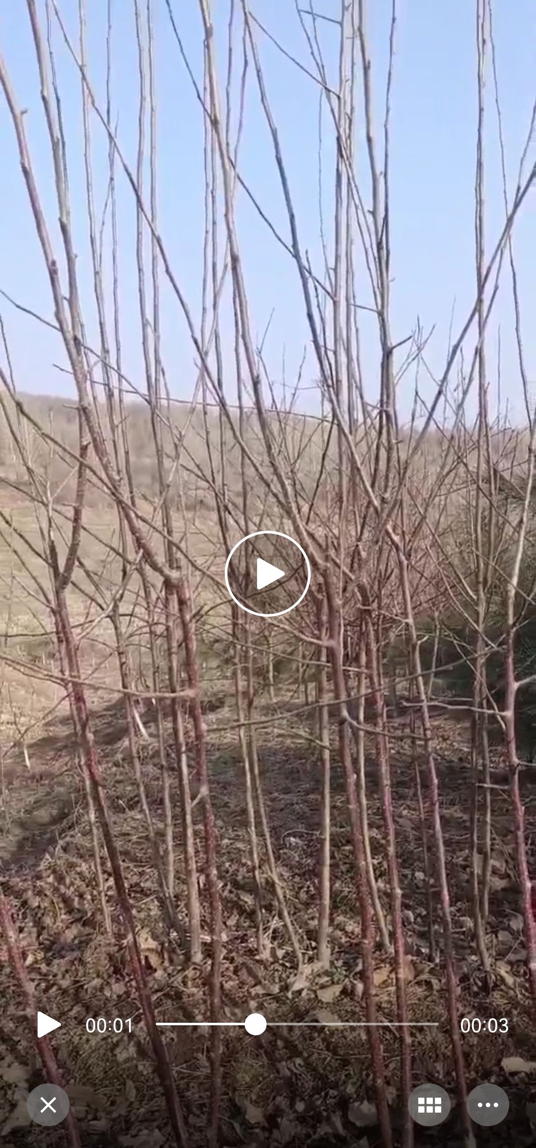 龙丰苹果树苗