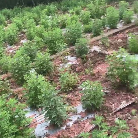菊花苗，甘菊苗，九月菊苗，基地菊苗，高含量药菊苗，菊花茶用苗