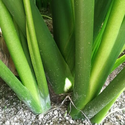 莒南县高钙香芋
