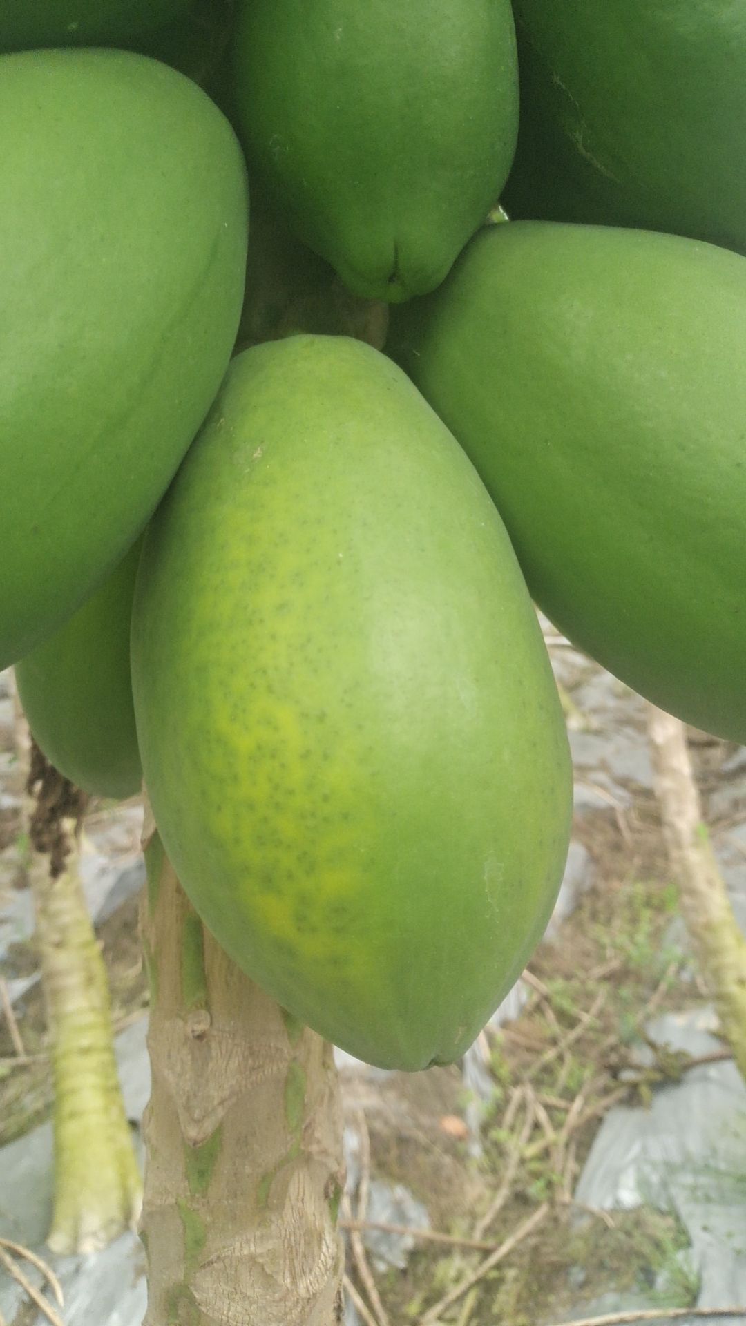 广东省茂名市电白区场地直发大青大白中白木瓜精品中等工厂货都有
