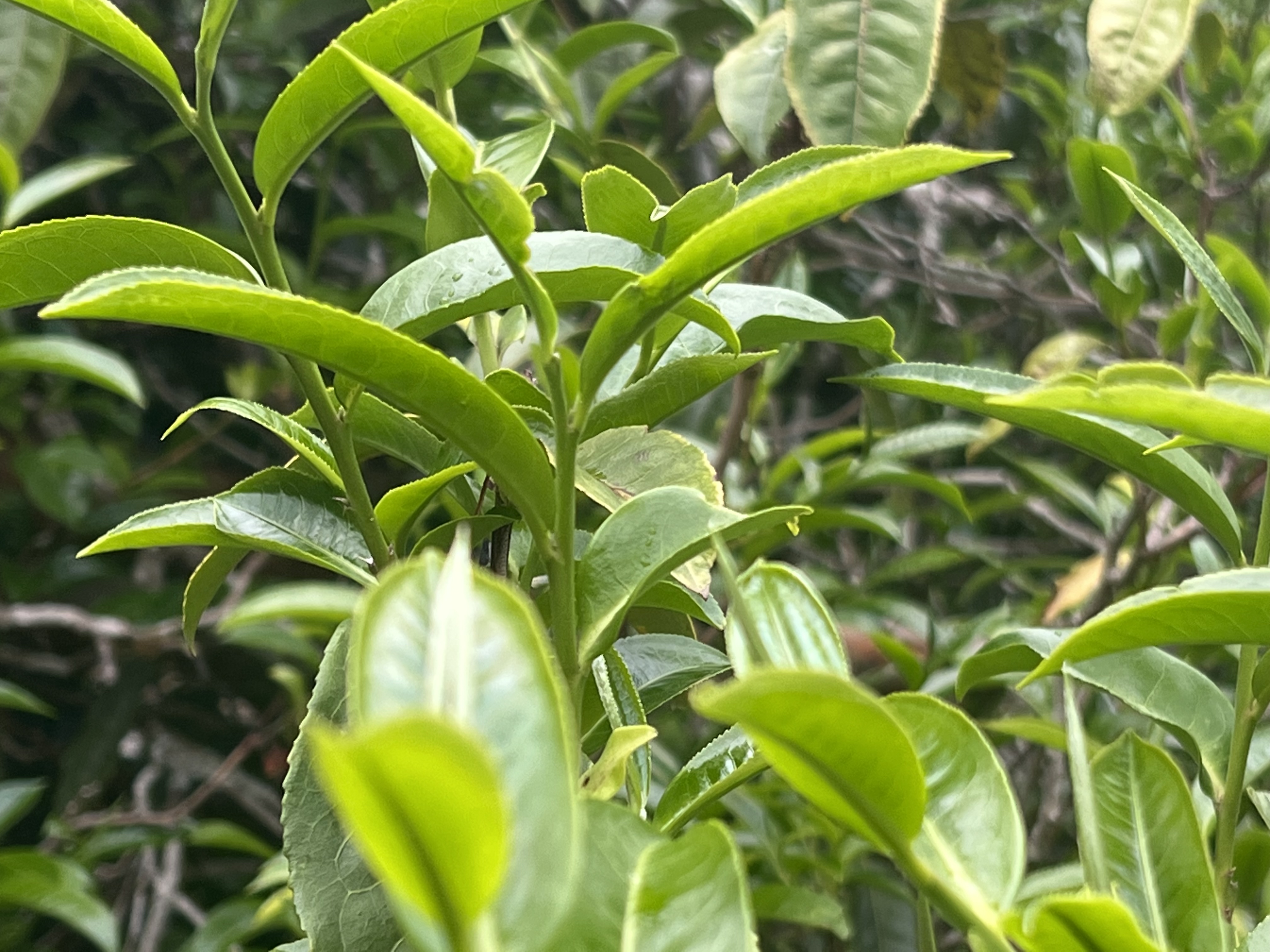 陳普古茶