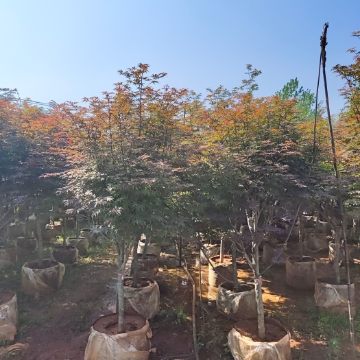 宜良县红枫