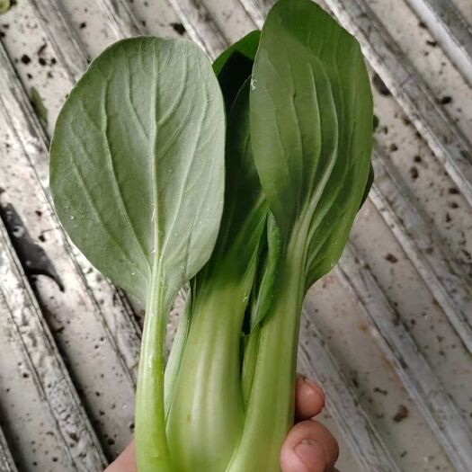 漳州上海青