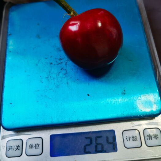 瓦房店市大连美早大樱桃