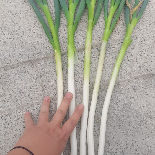 荔波县五指葱