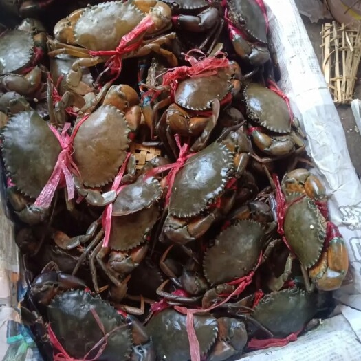 昆明缅甸蟹，（肉蟹，膏蟹，各种型号均有）国内一手货源，批发