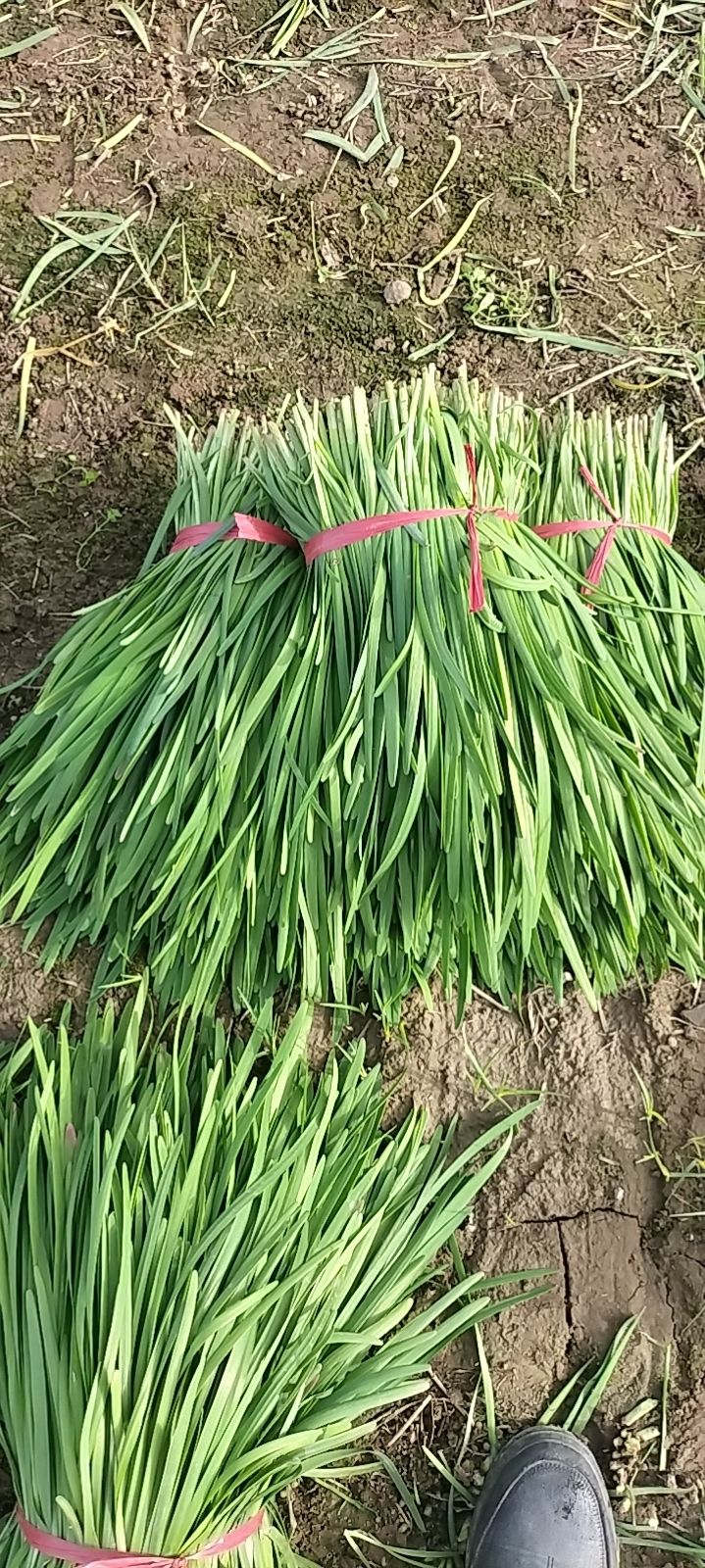 露天韭菜，大量上市，量大从优