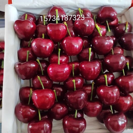 大连美早樱桃  单果15到20g  甜度高  口感好  无裂口