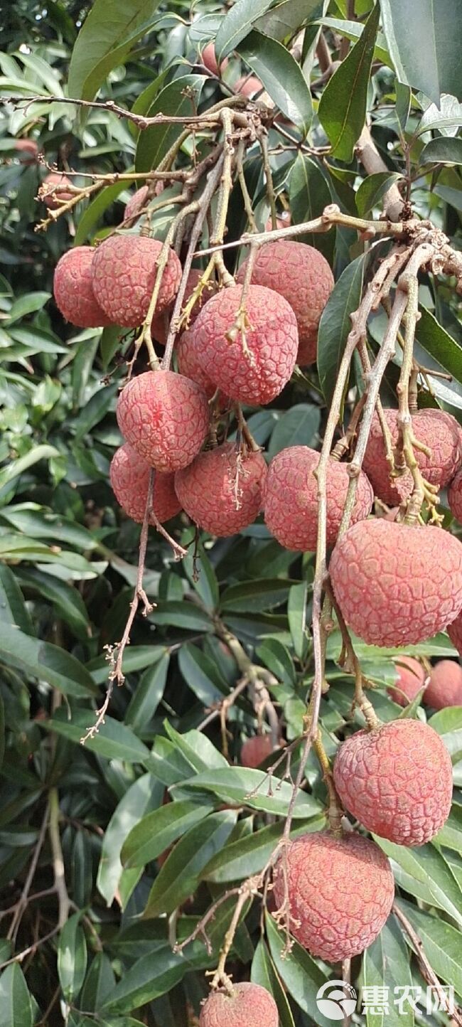 广东省茂名市电白区场地直发黑叶白糖婴白惜妃子笑科技一号荔枝。