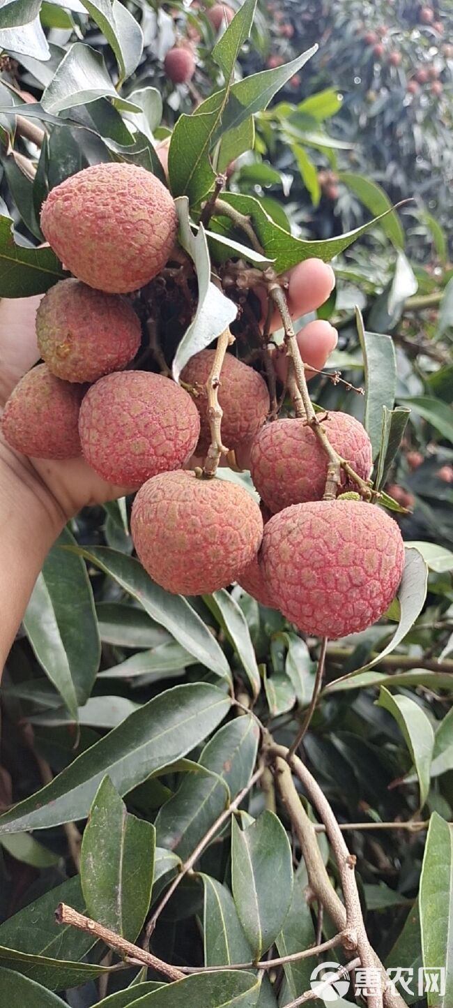 广东省茂名市电白区场地直发黑叶白糖婴白惜妃子笑科技一号荔枝。