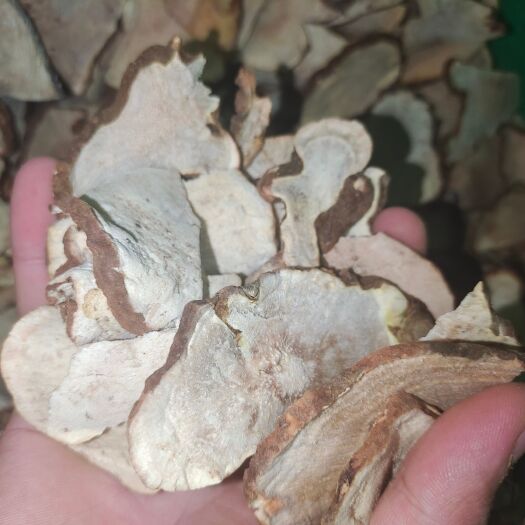 深圳土茯苓