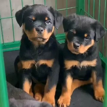 嘉祥县罗威纳犬    性格沉稳   聪明懂事    忠诚护主