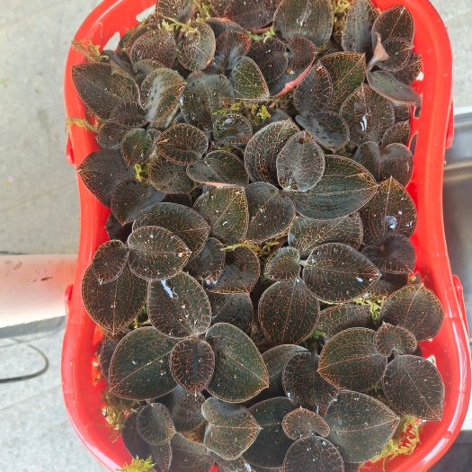 南靖县金线莲带篮子发货
