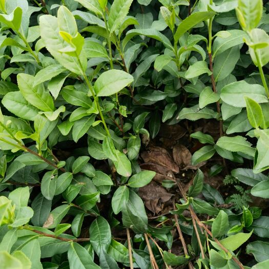 雅安福选9号茶苗