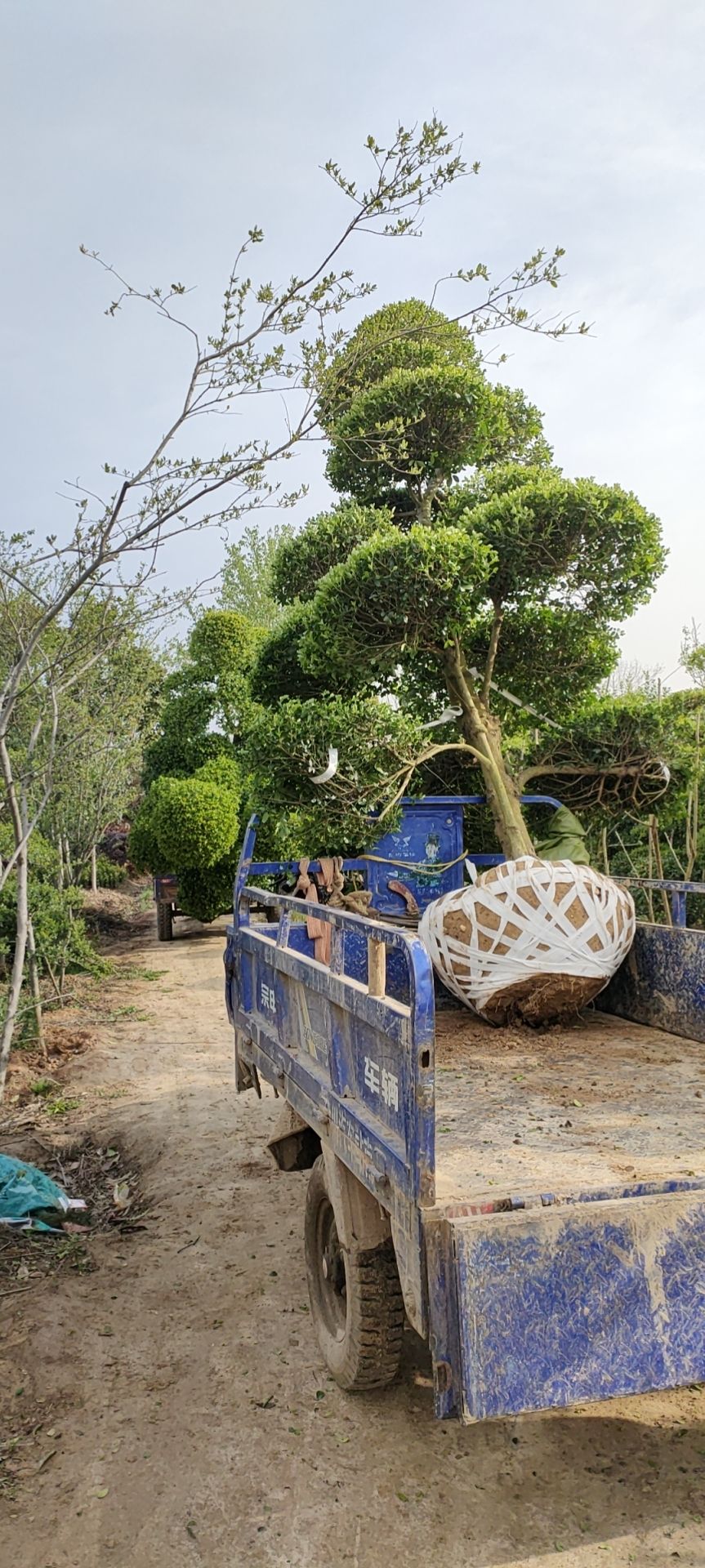 造型景观树