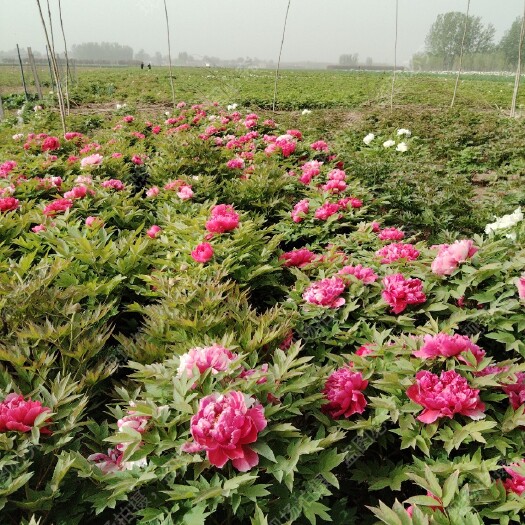 菏泽山东菏泽观赏牡丹盆栽庭院栽植