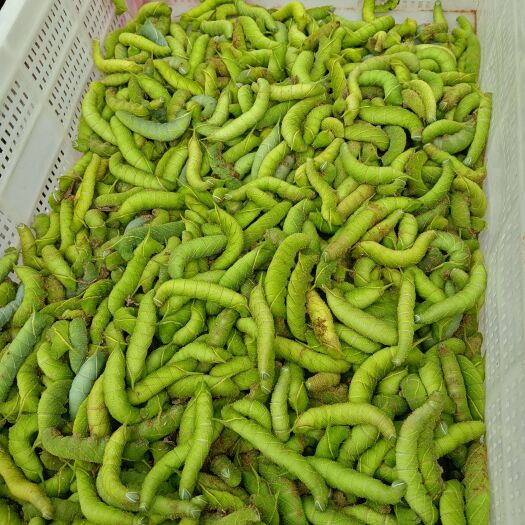 廉江市青豆虫