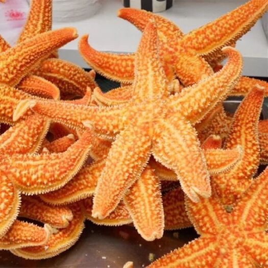 连云港天然海星刺棘海星海五星海盘车熟冻海星有籽有黄煲汤海鲜水产批发