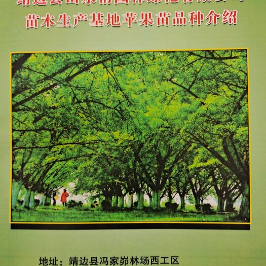 靖边县靖边县山水情园林绿化有限公司，长年出售各种苹果苗，绿化苗